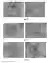 Fig. 43 - Pharmaceutical composition for improving health, cure abnormalities and degenerative disease, achieve anti-aging effect of therapy and therapeutic effect on mammals and method thereof
