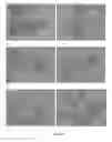Fig. 49 - Pharmaceutical composition for improving health, cure abnormalities and degenerative disease, achieve anti-aging effect of therapy and therapeutic effect on mammals and method thereof