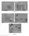 Fig. 63 - Pharmaceutical composition for improving health, cure abnormalities and degenerative disease, achieve anti-aging effect of therapy and therapeutic effect on mammals and method thereof
