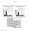 Fig. 09 - Peripheral blood stem cells with improved angiogenic properties and use thereof