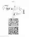 Fig. 14 - Peripheral blood stem cells with improved angiogenic properties and use thereof