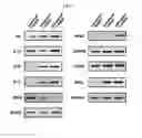 Fig. 16 - Peripheral blood stem cells with improved angiogenic properties and use thereof