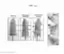 Fig. 28 - Peripheral blood stem cells with improved angiogenic properties and use thereof