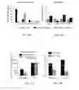 Fig. 09 - METHODS AND COMPOSITIONS FOR LONG TERM HEMATOPOIETIC REPOPULATION