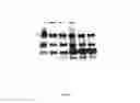Fig. 14 - Amniotic membrane preparations and purified compositions and anti-inflammation methods