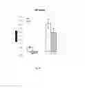 Fig. 22 - Amniotic membrane preparations and purified compositions and anti-inflammation methods
