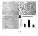Fig. 29 - Amniotic membrane preparations and purified compositions and anti-inflammation methods