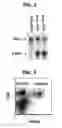 Fig. 03 - Composition for inducing proliferation or accumulation of regulatory T cells