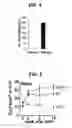 Fig. 04 - Composition for inducing proliferation or accumulation of regulatory T cells