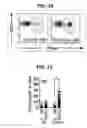 Fig. 08 - Composition for inducing proliferation or accumulation of regulatory T cells