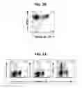 Fig. 15 - Composition for inducing proliferation or accumulation of regulatory T cells