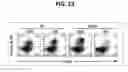 Fig. 17 - Composition for inducing proliferation or accumulation of regulatory T cells