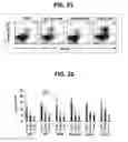 Fig. 19 - Composition for inducing proliferation or accumulation of regulatory T cells