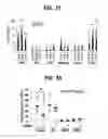 Fig. 20 - Composition for inducing proliferation or accumulation of regulatory T cells