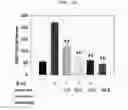 Fig. 11 - Pharmaceutical composition for preventing and treating obesity, containing green-tea see husk extract as active ingredient