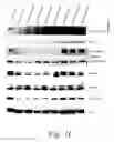 Fig. 04 - MULTIMERIC TIE 2 AGONISTS AND USES THEREOF IN STIMULATING ANGIOGENESIS