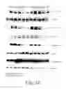 Fig. 06 - MULTIMERIC TIE 2 AGONISTS AND USES THEREOF IN STIMULATING ANGIOGENESIS