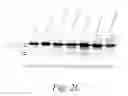 Fig. 10 - MULTIMERIC TIE 2 AGONISTS AND USES THEREOF IN STIMULATING ANGIOGENESIS