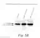 Fig. 18 - MULTIMERIC TIE 2 AGONISTS AND USES THEREOF IN STIMULATING ANGIOGENESIS