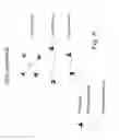 Fig. 19 - MULTIMERIC TIE 2 AGONISTS AND USES THEREOF IN STIMULATING ANGIOGENESIS