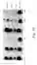 Fig. 23 - MULTIMERIC TIE 2 AGONISTS AND USES THEREOF IN STIMULATING ANGIOGENESIS