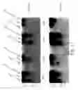 Fig. 24 - MULTIMERIC TIE 2 AGONISTS AND USES THEREOF IN STIMULATING ANGIOGENESIS