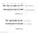 Fig. 27 - Compositions and methods for treating neuropsychiatric disorders using an endothelin-B receptor agonist