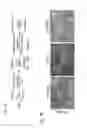 Fig. 08 - METHOD FOR GENERATING CARDIOMYOCYTES