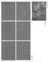 Fig. 09 - METHOD FOR GENERATING CARDIOMYOCYTES