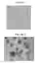 Fig. 16 - Leukolectins and uses thereof