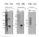 Fig. 27 - Leukolectins and uses thereof