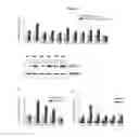 Fig. 02 - THERAPEUTIC METHOD OF TREATING METABOLIC DISORDERS