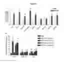 Fig. 06 - THERAPEUTIC METHOD OF TREATING METABOLIC DISORDERS