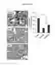 Fig. 10 - THERAPEUTIC METHOD OF TREATING METABOLIC DISORDERS