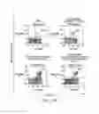 Fig. 20 - Methods for inducing partial apoptosis using caspase polypeptides