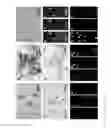 Fig. 31 - Methods for inducing partial apoptosis using caspase polypeptides