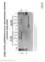 Fig. 72 - Methods for inducing partial apoptosis using caspase polypeptides