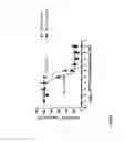 Fig. 75 - Methods for inducing partial apoptosis using caspase polypeptides