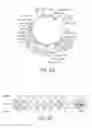 Fig. 05 - Methods and compositions for treating prostate cancer or inducing a humoral immune response against prostate cancer