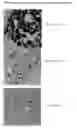 Fig. 02 - Bacterial Ribonucleic Acid Cell Wall Compositions and Methods of Making and Using Them