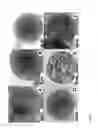 Fig. 02 - MESOPOROUS ALUM NANOPARTICLES AS A UNIVERSAL PLATFORM FOR ANTIGEN ADSORPTION, PRESENTATION, AND DELIVERY
