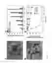 Fig. 03 - MESOPOROUS ALUM NANOPARTICLES AS A UNIVERSAL PLATFORM FOR ANTIGEN ADSORPTION, PRESENTATION, AND DELIVERY