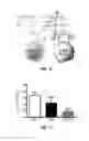Fig. 17 - Cells prepared by transient transfection and methods of use thereof