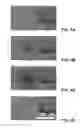 Fig. 04 - Heating Elements Having Plasmonic Nanoparticles for Localized Heating