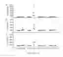 Fig. 06 - Methods and compositions related to immunogenic fibrils