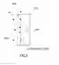 Fig. 04 - DEVICE FOR STERILIZING EVAPORATOR CORE OF AIR CONDITIONING SYSTEM