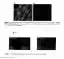 Fig. 07 - Tissue-engineered silk organs