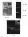 Fig. 19 - Methods related to minimally polarized functional units