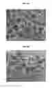 Fig. 06 - Porogen compositions, methods of making and uses