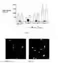 Fig. 06 - BIOCOMPATIBLE NANOPHASE MATERIALS